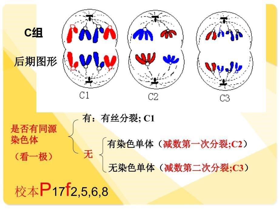 细胞分裂各时期 图像鉴别_第5页