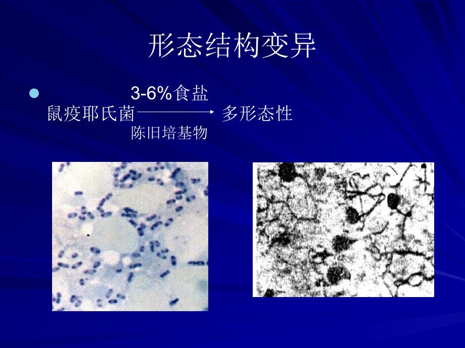 第5章细菌的遗传和变异名师编辑PPT课件_第4页