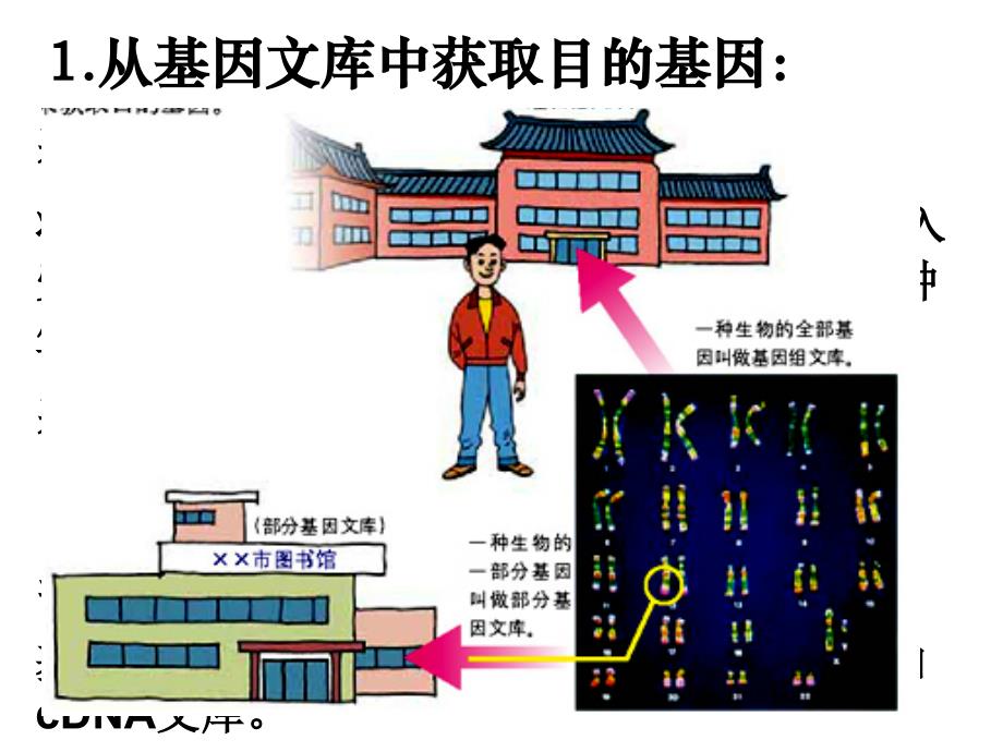 基因工程的基本操作程序lk_第4页