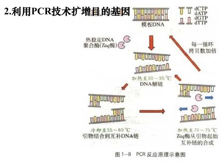 基因工程的基本操作程序lk_第5页