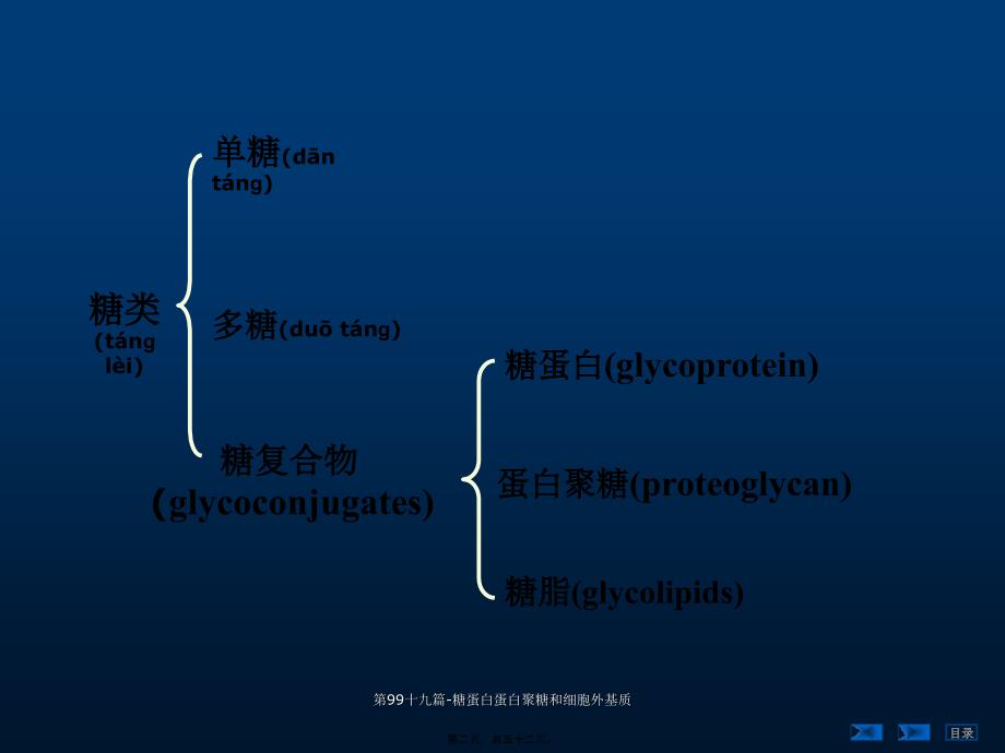 第99十九篇糖蛋白蛋白聚糖和细胞外基质课件_第2页