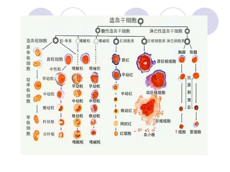 血液系统疾病病人护理的概述_第5页