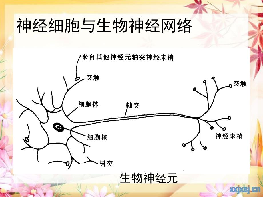 人工神经网络.课件_第2页