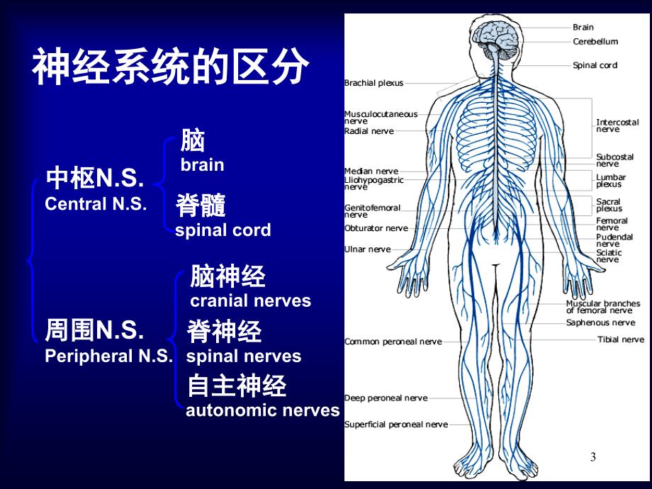 语言的生物基础-5-周围神经-脑神经(4)课件_第3页