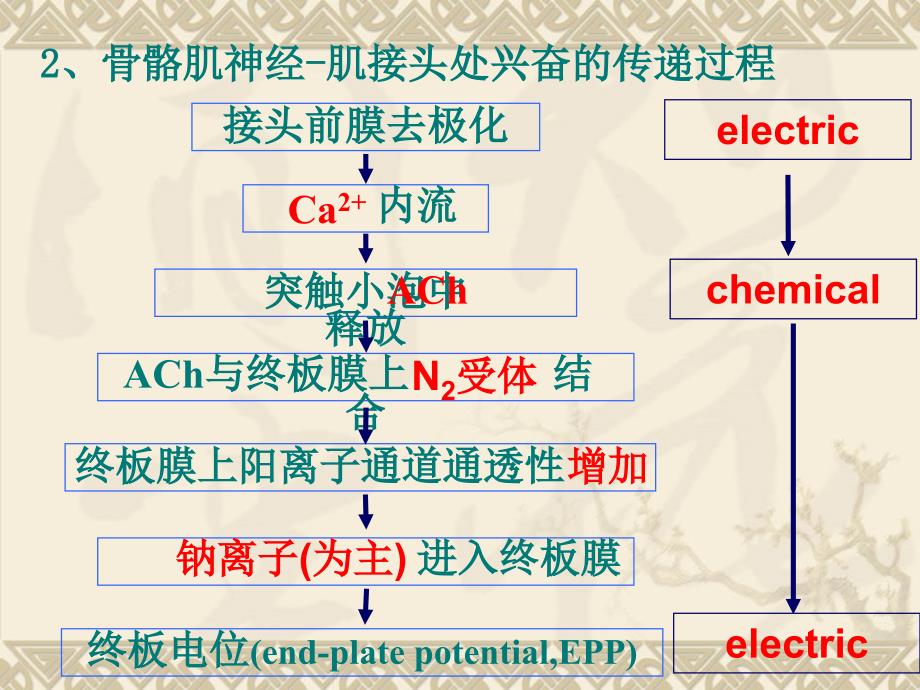 生理学课件：第二章03_第4页