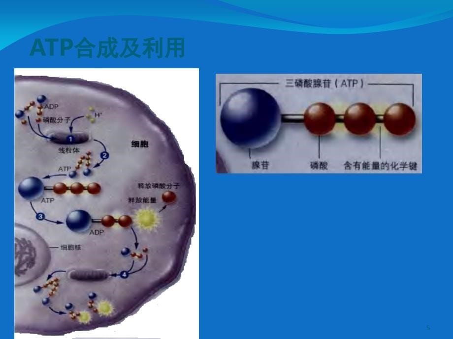 ATPMgCl2产品介绍课堂PPT_第5页