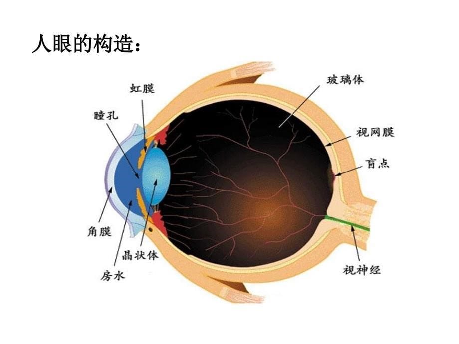 46神奇的眼睛初二理化生理化生初中教育教育专区_第5页