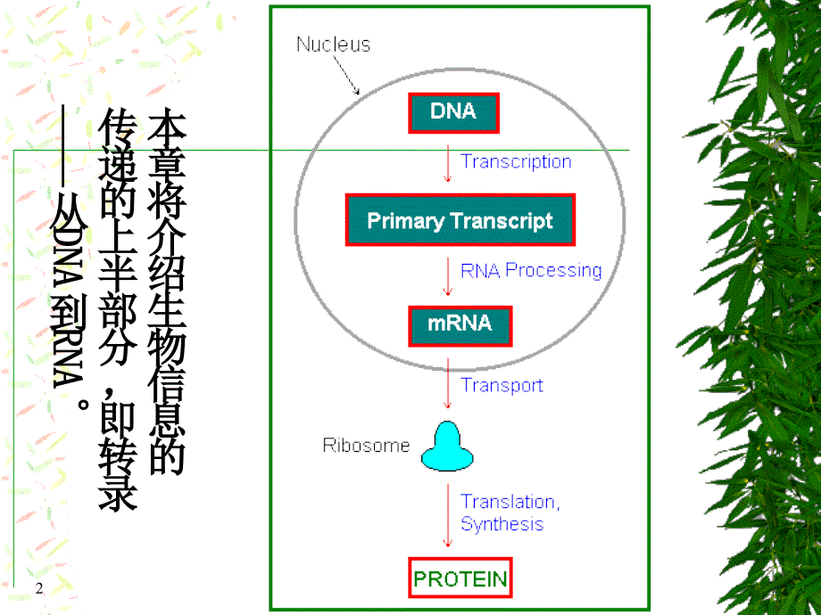 从DNA到RNA的过程_第2页