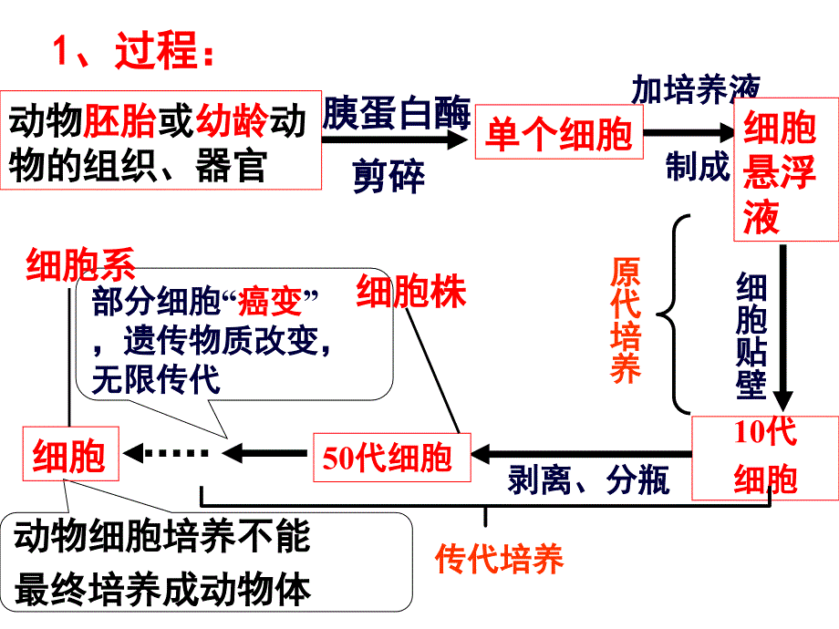 22动物细胞工程课件10_第2页