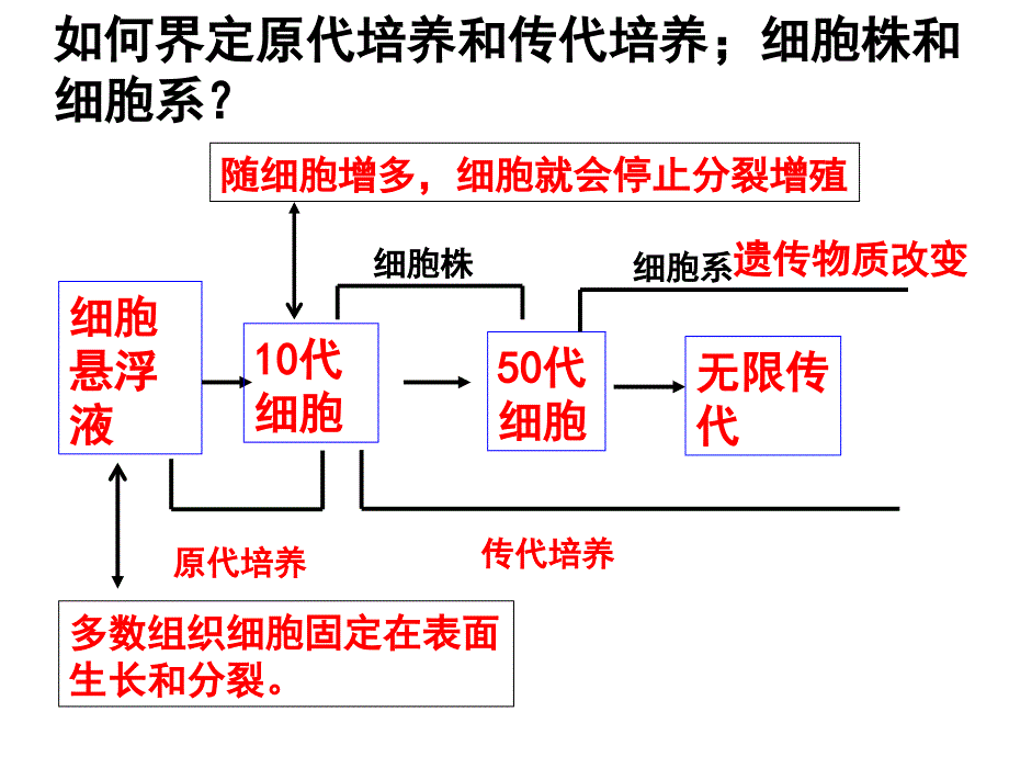 22动物细胞工程课件10_第3页