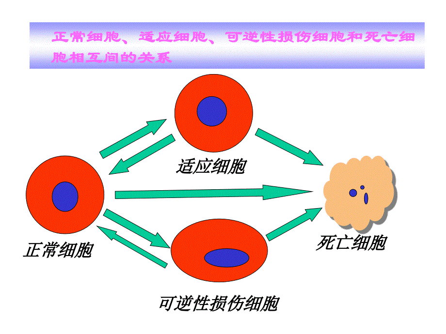 医学第一章细胞和组织的适应与损伤_第3页