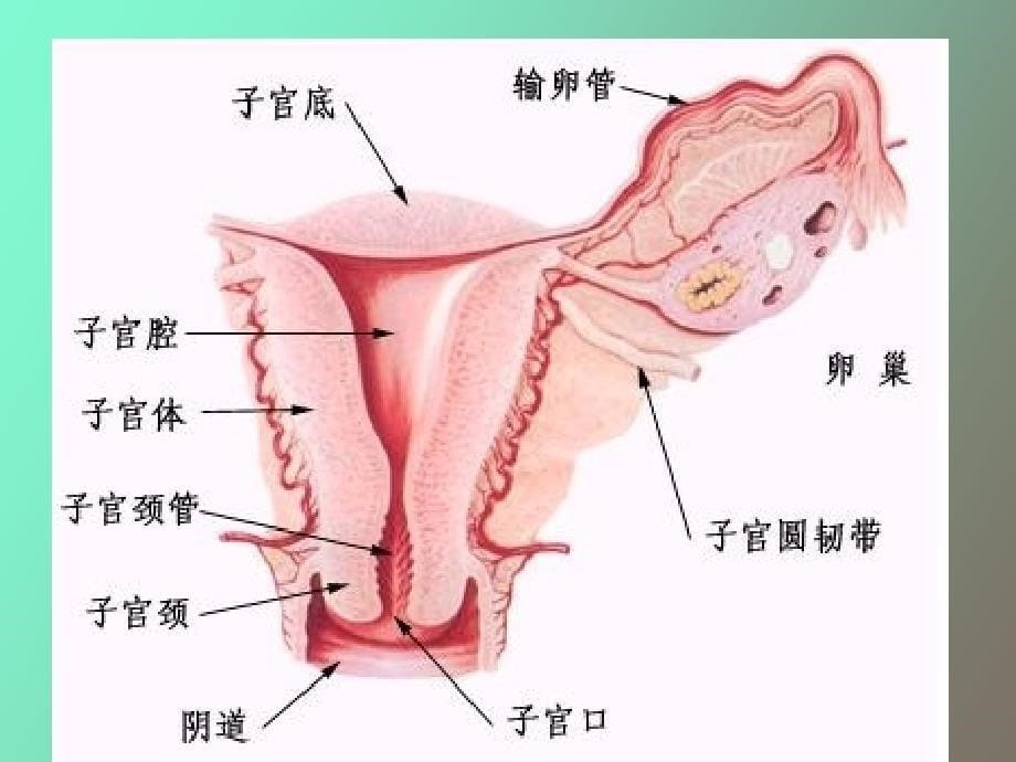 妇科肿瘤总论_第5页