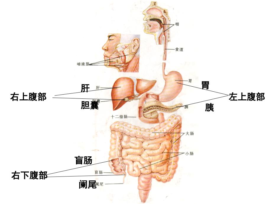 儿童消化系统的结构功能及发育.ppt_第2页