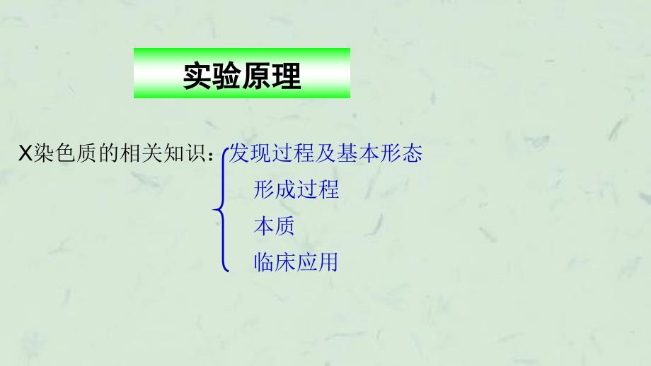 人类巴氏小体的制备及观察课件_第3页