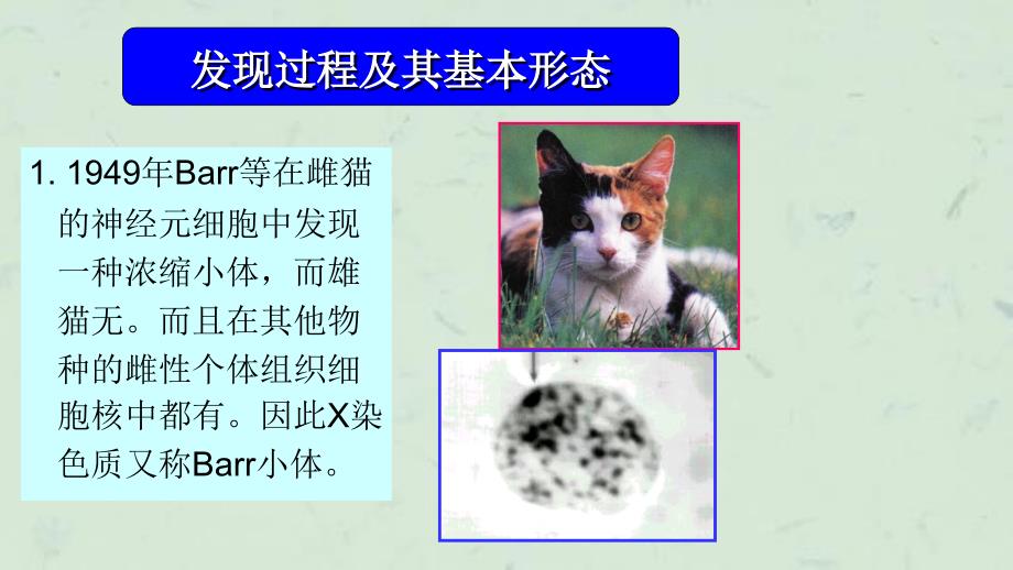 人类巴氏小体的制备及观察课件_第4页