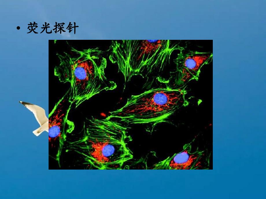 菲并咪唑类ICT型荧光探针教学ppt课件_第4页