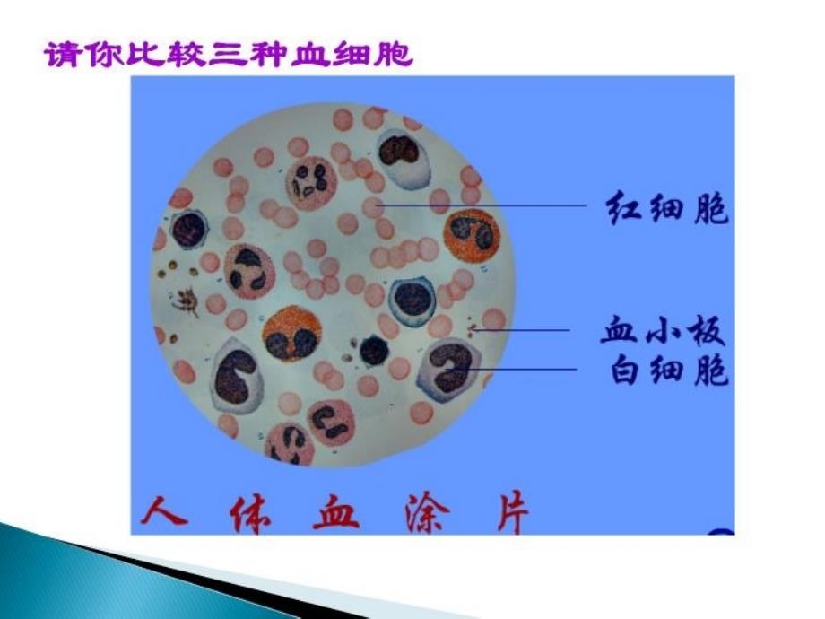 九年级生物课件心脏和血液循环复习_第4页