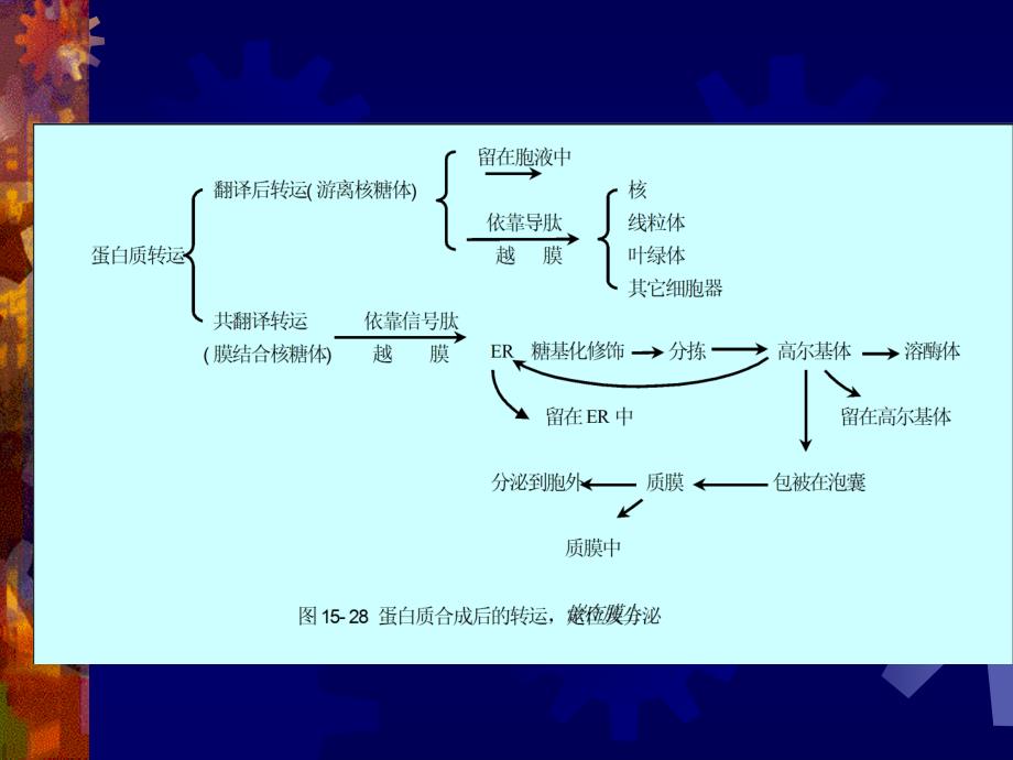 医学课件第二节蛋白质的越膜运输_第2页