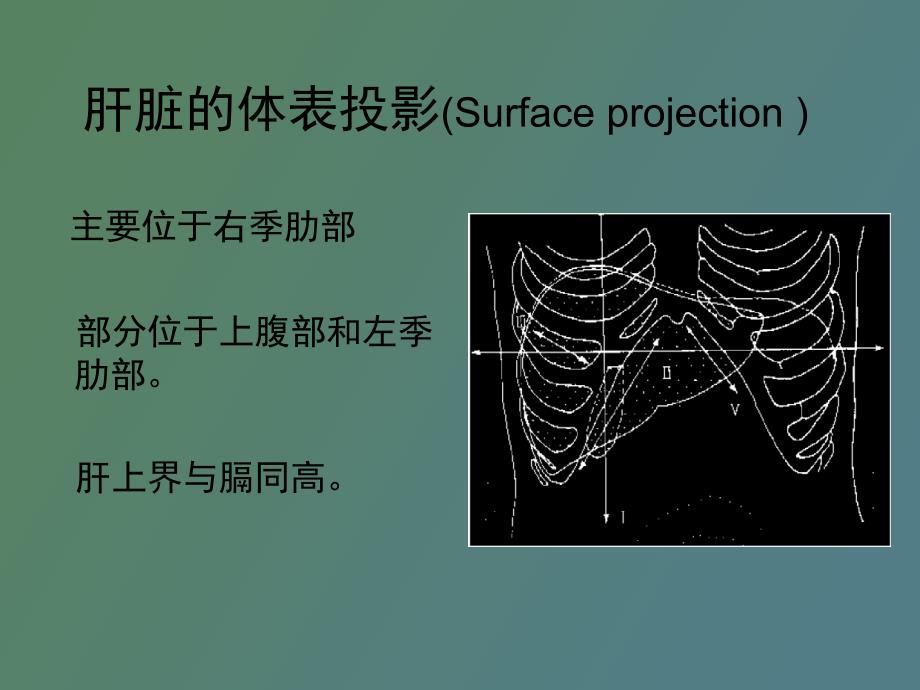 肝脏超声检查_第3页