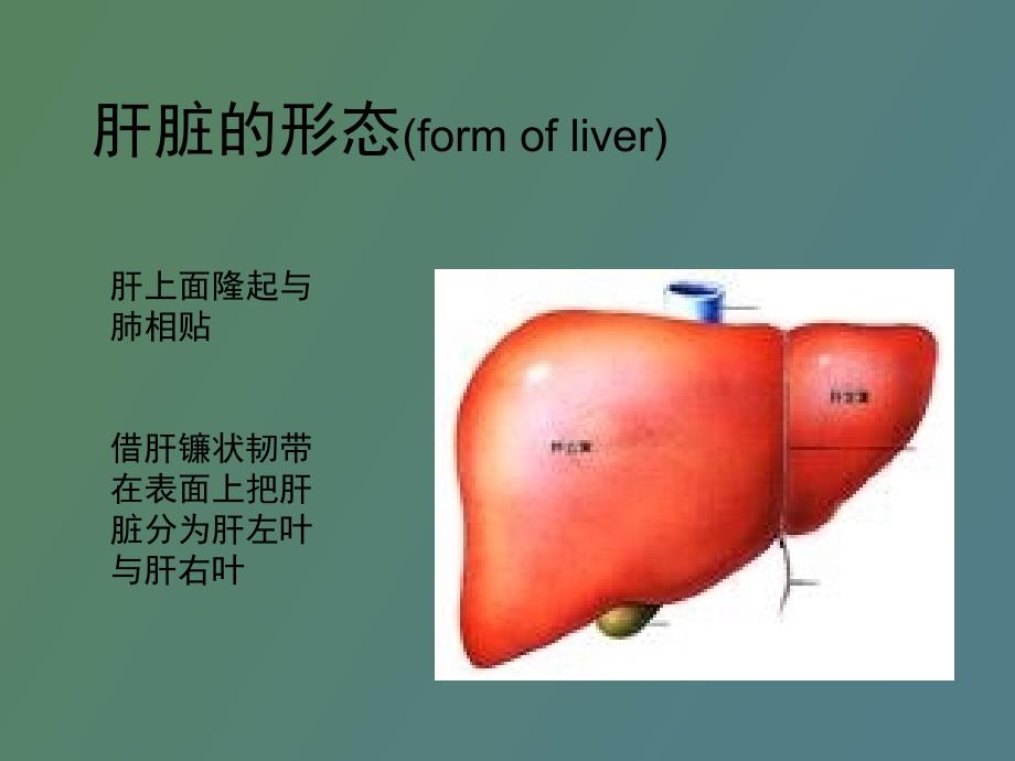 肝脏超声检查_第4页