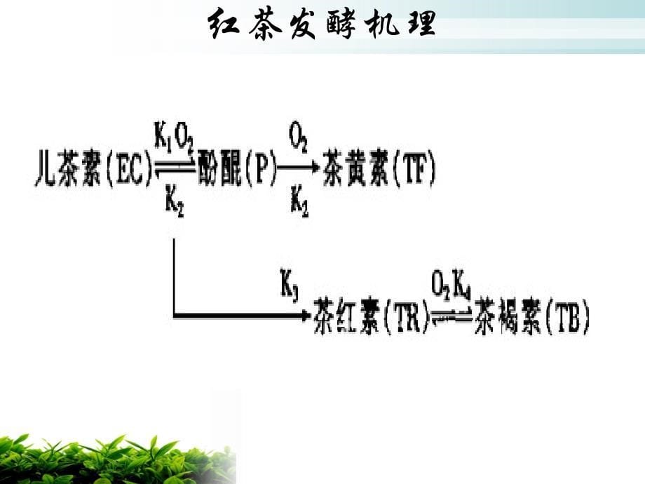 发酵茶的生产.ppt_第5页