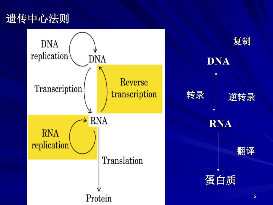 生物化学中英双语版课件13dna的复制修复及重组_第2页