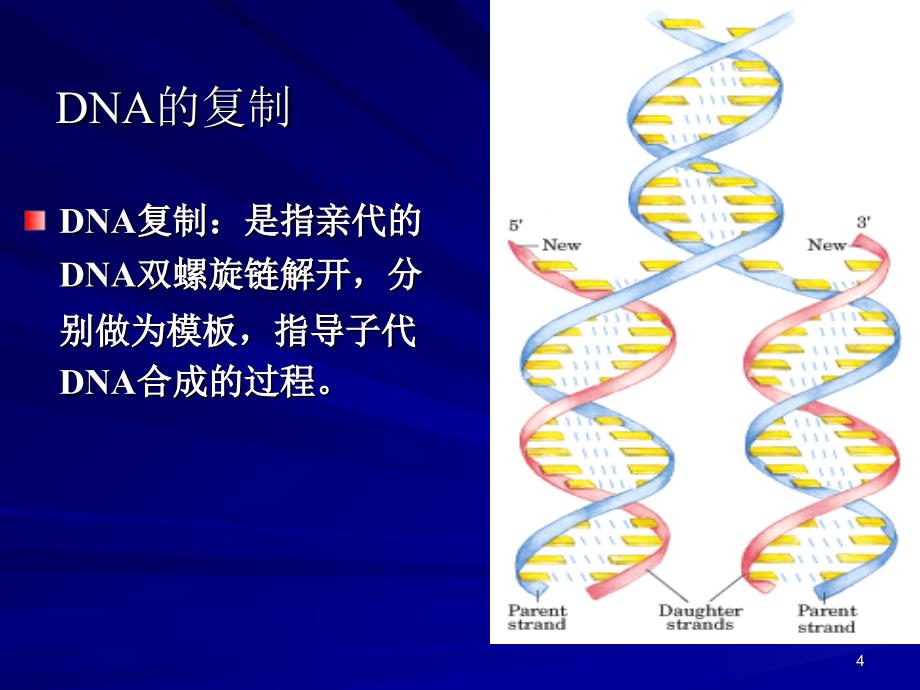 生物化学中英双语版课件13dna的复制修复及重组_第4页