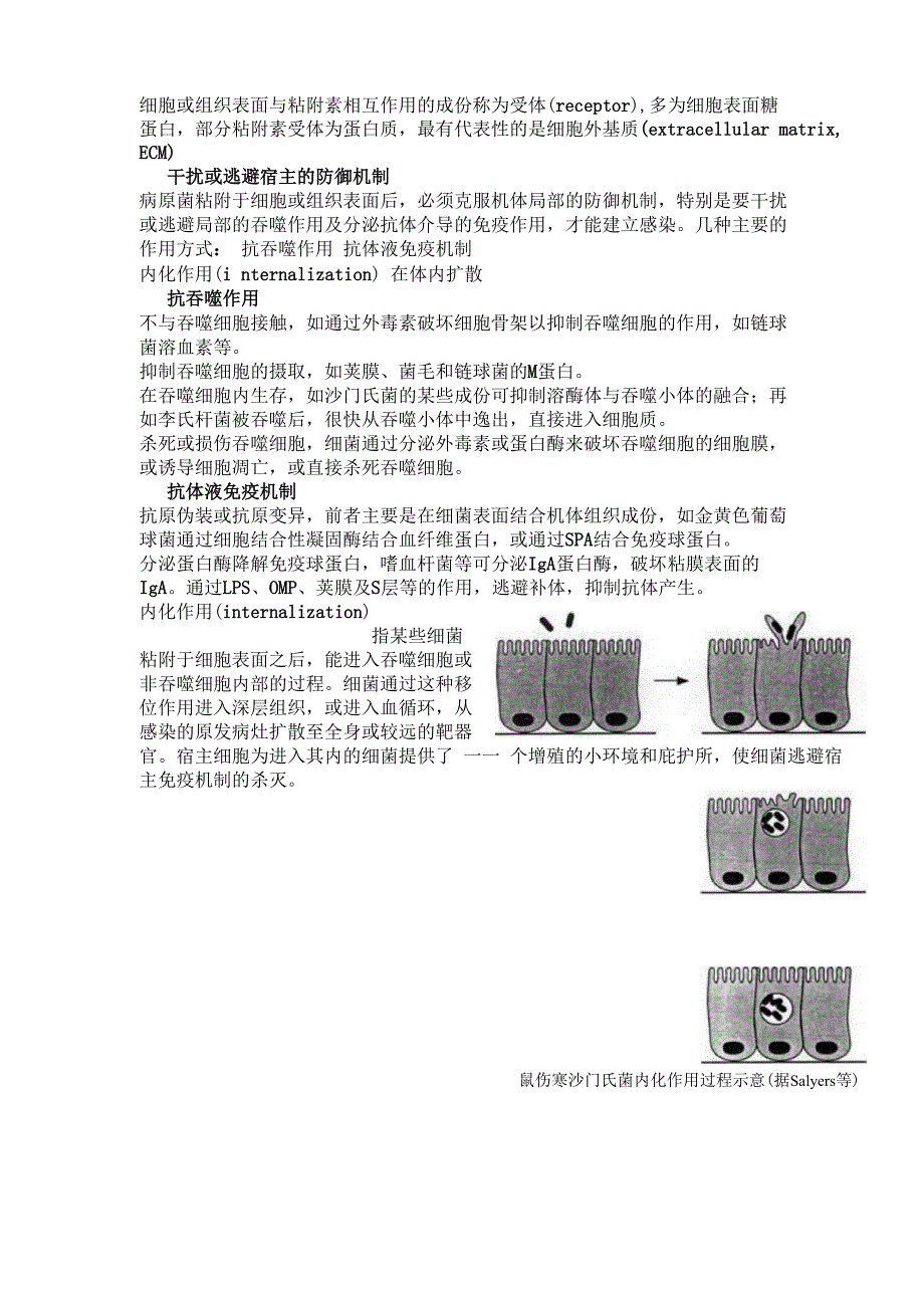 细菌的感染与致病机理_第2页