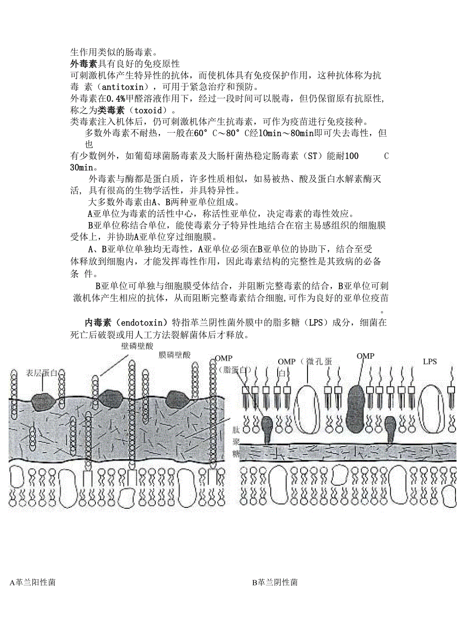 细菌的感染与致病机理_第4页