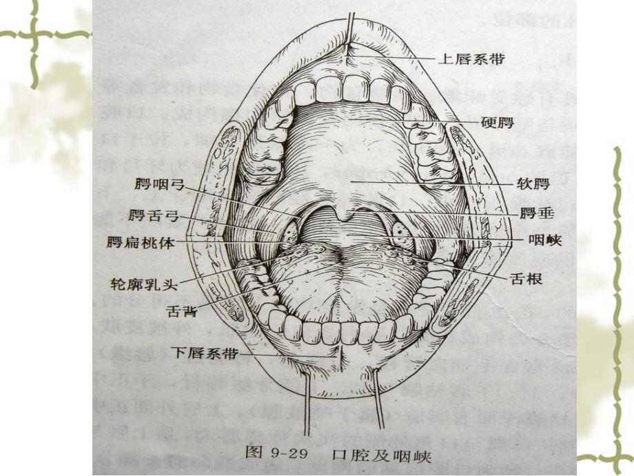 口腔癌专业教学PPT_第2页