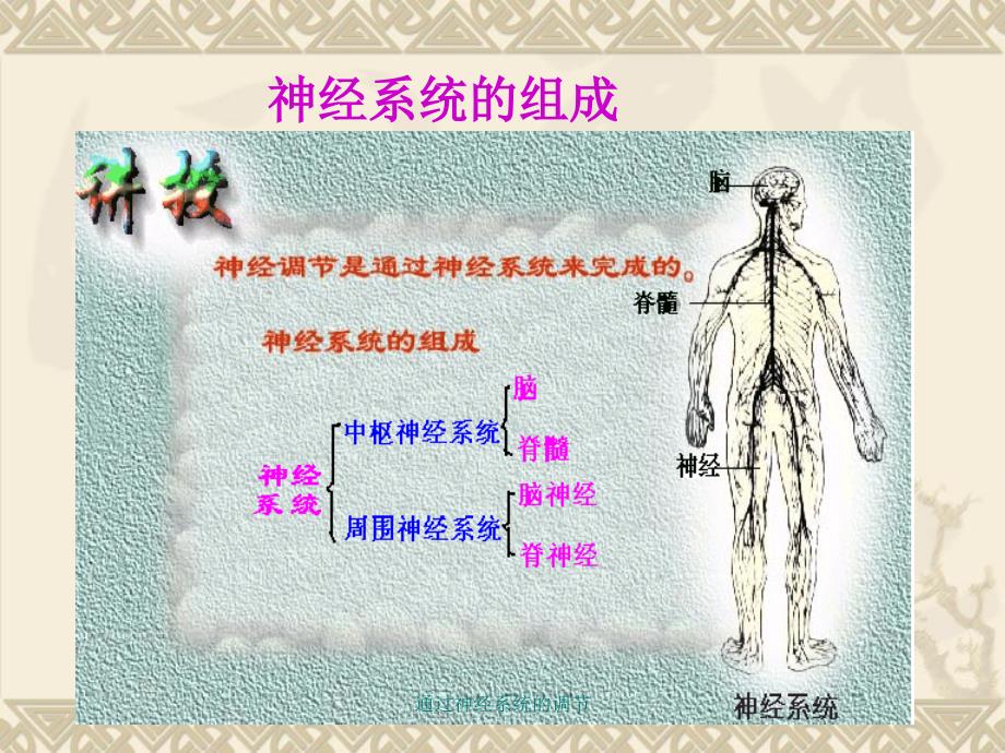 通过神经系统的调节课件_第3页