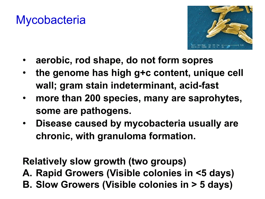 病原微生物学教学课件：12- Mycobact_第3页