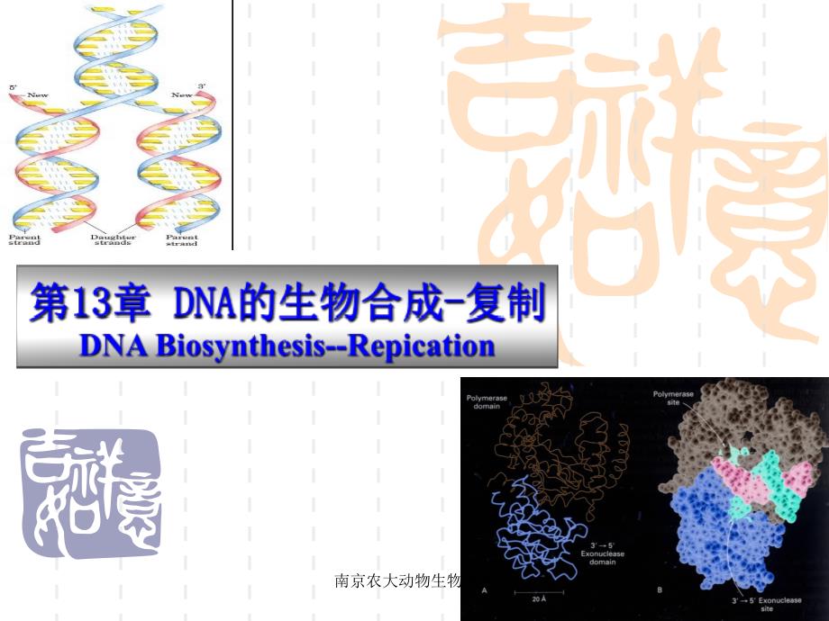 南京农大动物生物化学课件_第1页