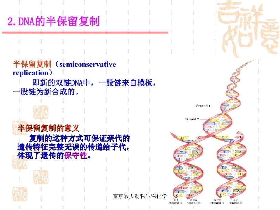 南京农大动物生物化学课件_第5页