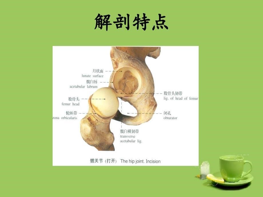 全髋关节置换护理查房_第5页