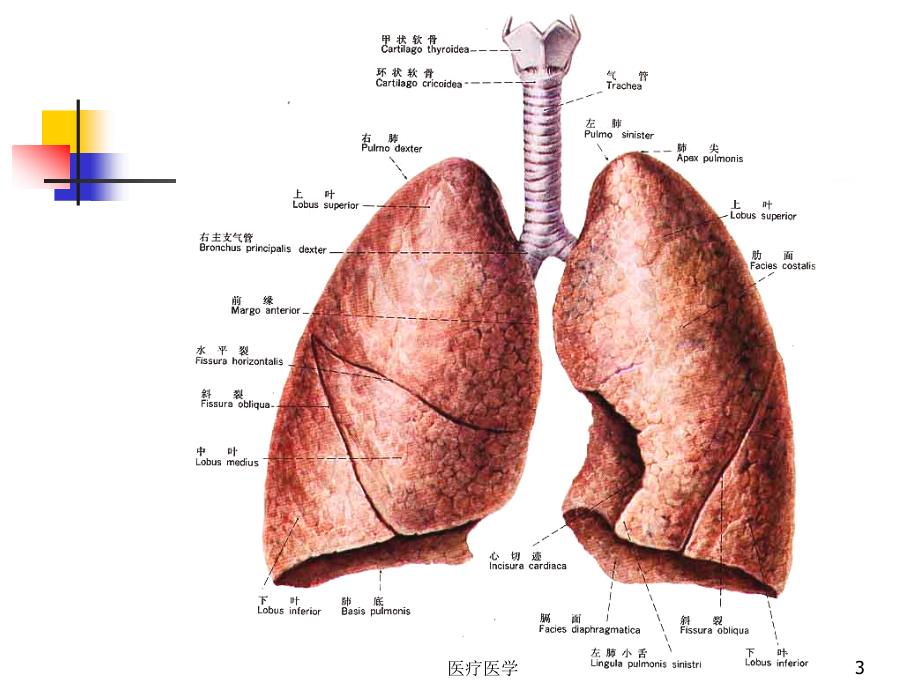 肺的断层影像解剖业内特制_第3页