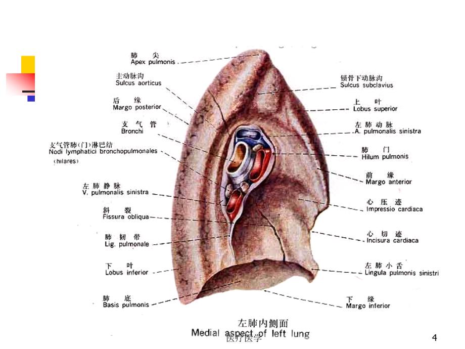 肺的断层影像解剖业内特制_第4页