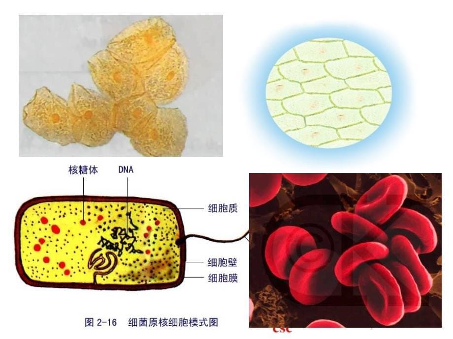 31细胞膜系统的边界上课_第5页