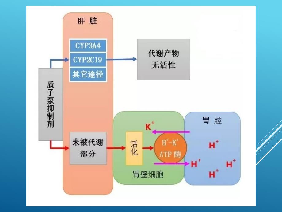 质子泵抑制剂的区别_第4页