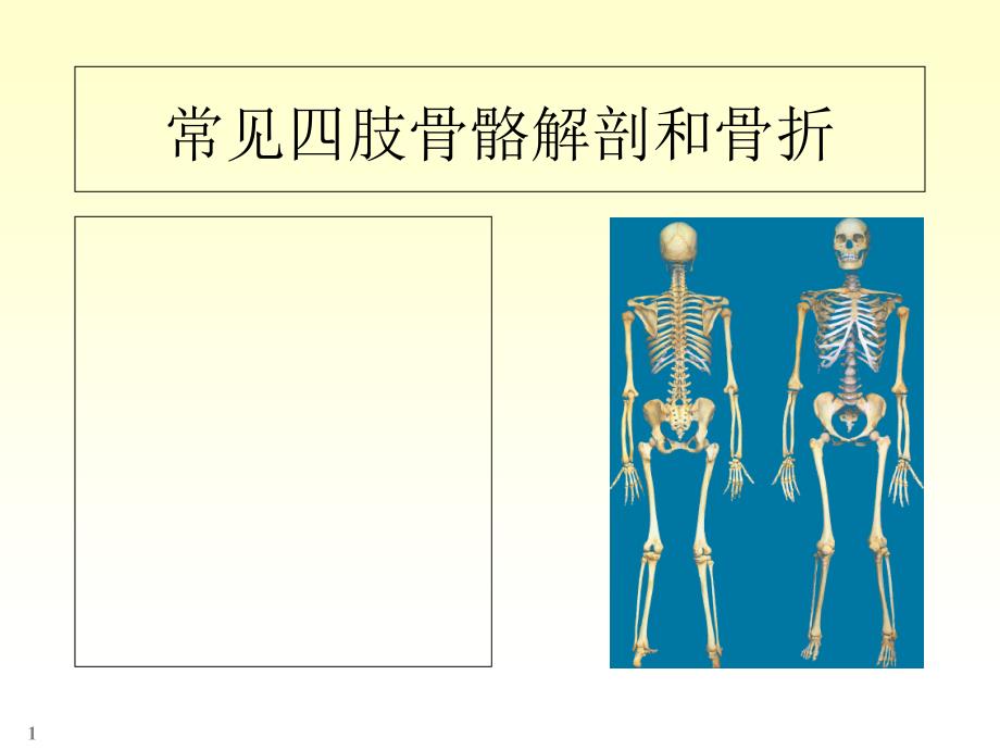 四肢骨骼解剖和骨折课件_第1页