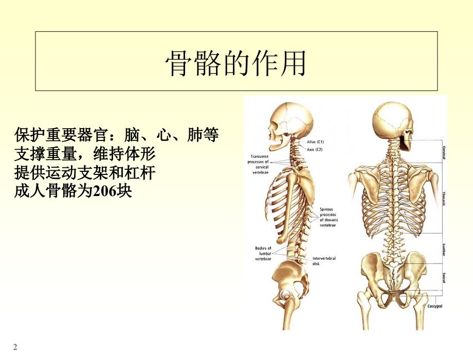 四肢骨骼解剖和骨折课件_第2页