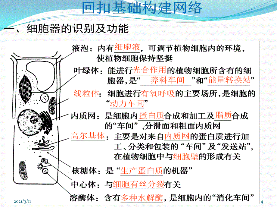 细胞器的结构和功能_第4页