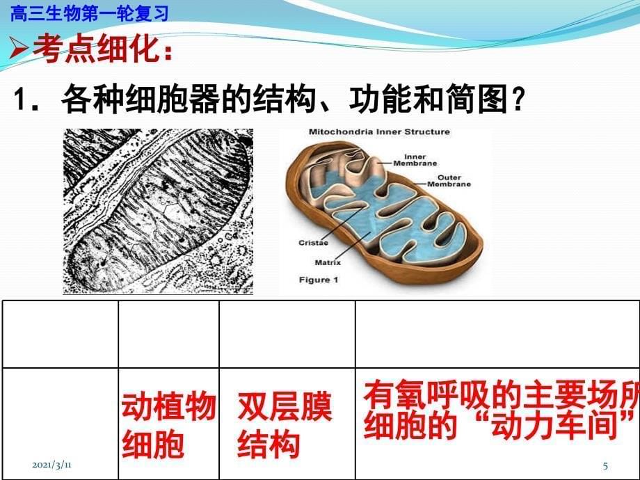 细胞器的结构和功能_第5页