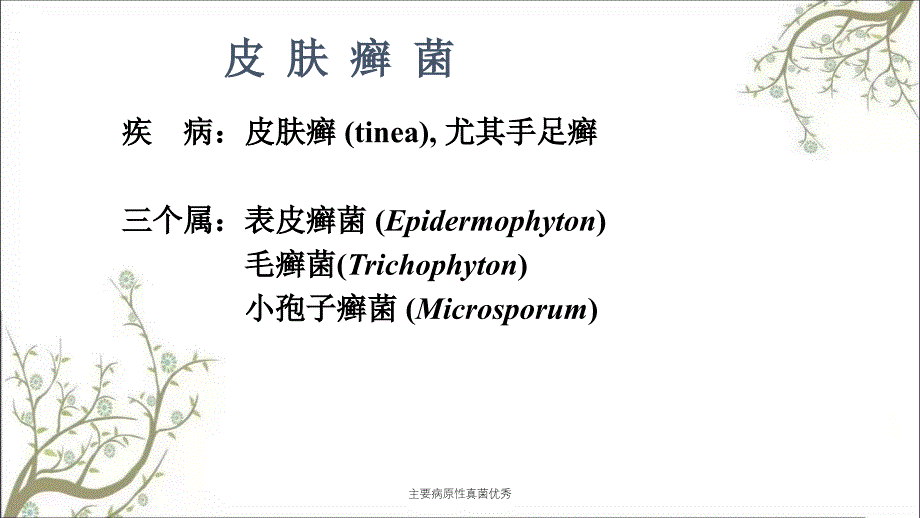 主要病原性真菌优秀_第4页