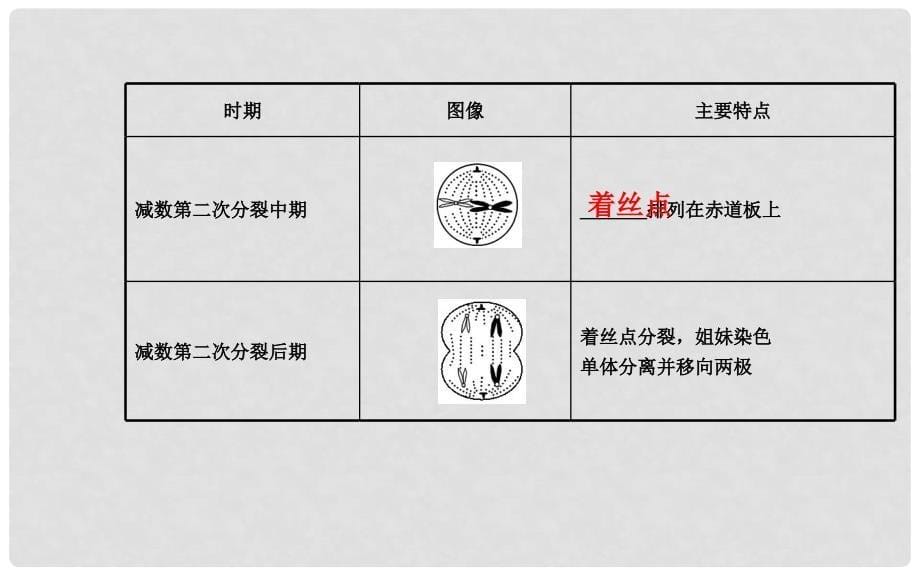 高考生物一轮总复习 2.1 减数分裂和受精作用课件 新人教版必修2_第5页