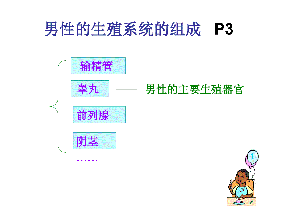 七下总复习（一）生殖运动消化_第3页