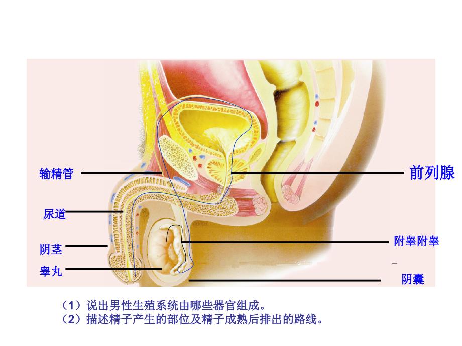 七下总复习（一）生殖运动消化_第4页