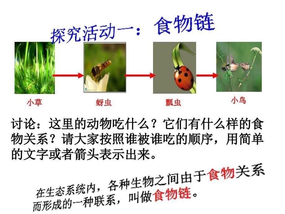 食物链和食物网ppt课件_第5页