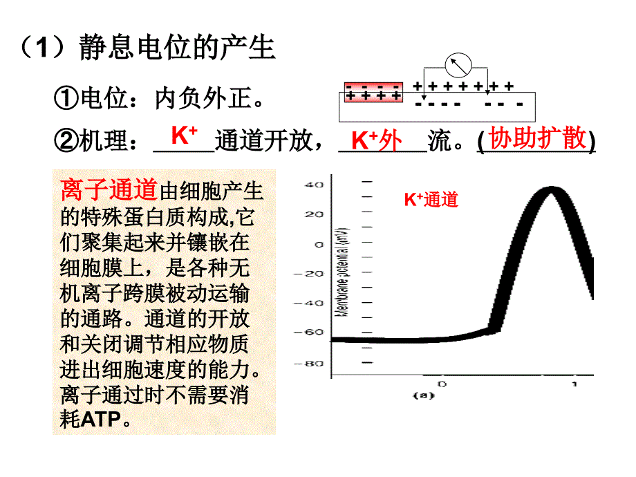 通过神经系统的调节复习课件好_第4页