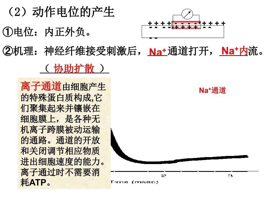 通过神经系统的调节复习课件好_第5页